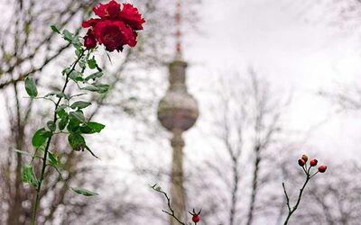 Das Bild zeigt eine rote Rose und Hagebutten im Vordergrund, während im Hintergrund der Berliner Fernsehturm durch kahle Baumäste hindurch sichtbar ist. Der Himmel ist wolkenverhangen, und die Stimmung wirkt herbstlich.