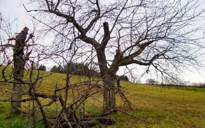 Ein Baum ohne Blätter im Herbst. Daneben ein Baumstamm und abgebrochene Äste. Sie versperren den Weg.
