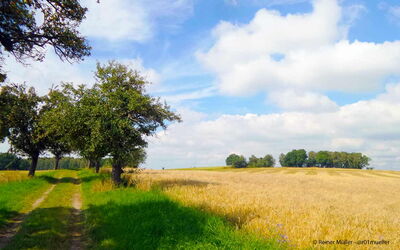 Das Foto zeigt einen Weg mit einzelnen Bäumen an einem Weizenfeld im Sommer. Die Sonne scheint, die Bäume spenden Schatten. Kann Hypnose bei Angstzuständen helfen?