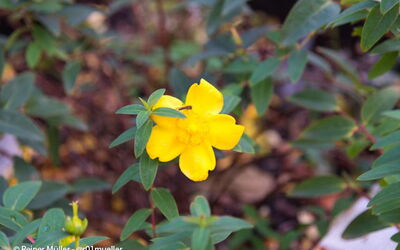 Johanniskraut, wird oft als natürliches Heilmittel bei Depressionen eingesetzt