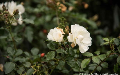 Zwei weiße Rosen. Sie stehen für innere Klarheit.