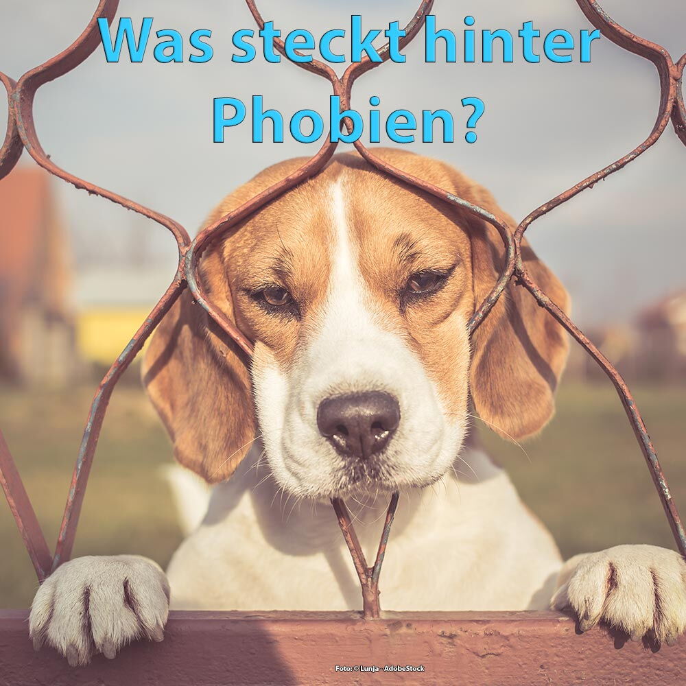 Was steckt hinter einer Phobie und was kann man tun? Ein kleiner Hund schaut durch einen Zaun.