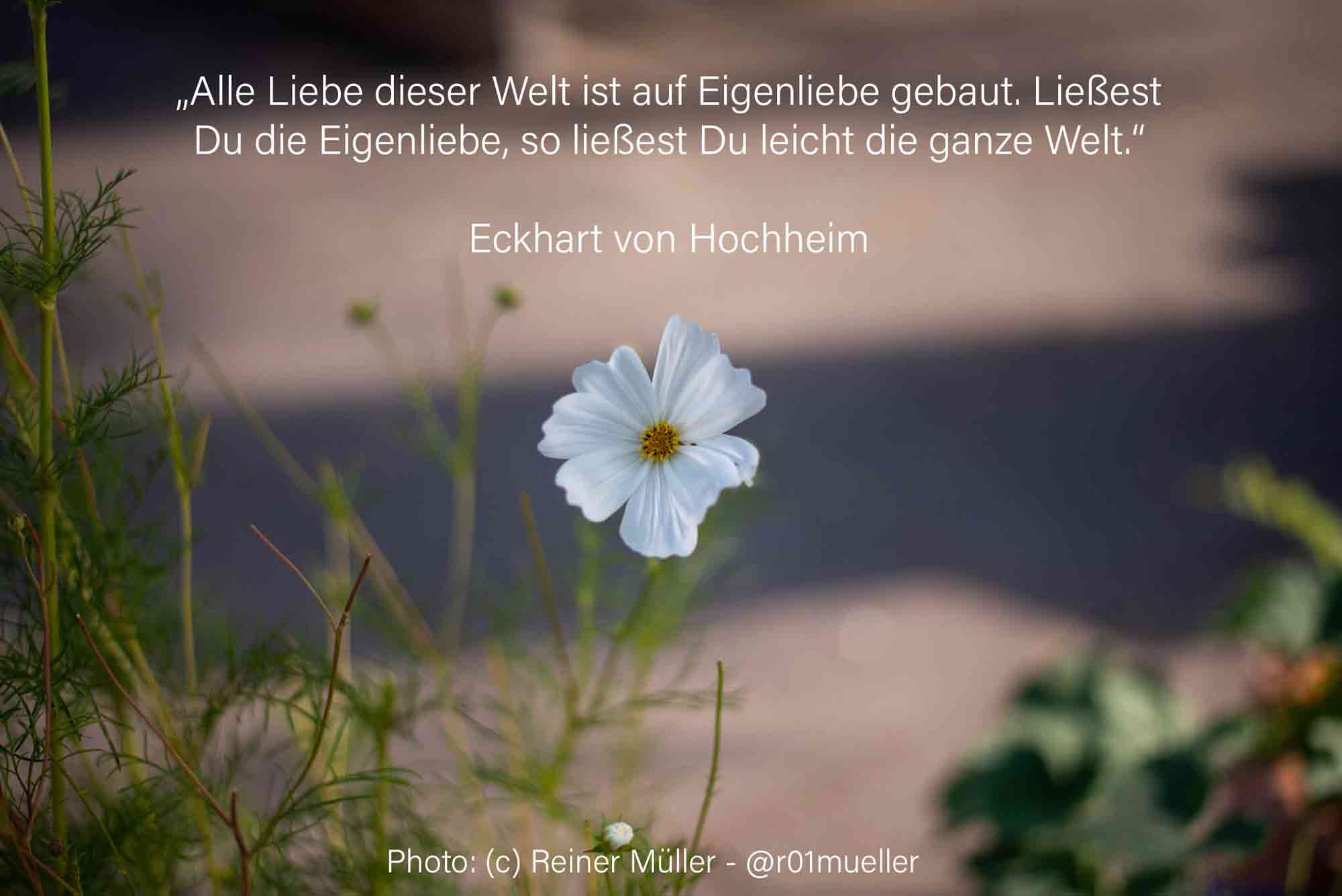 Eine einzelne weiße Blume vor einer leeren Steinfläche. Sie strahlt in ihrer Schönheit, obwohl ringsum Einöde zu sein scheint.