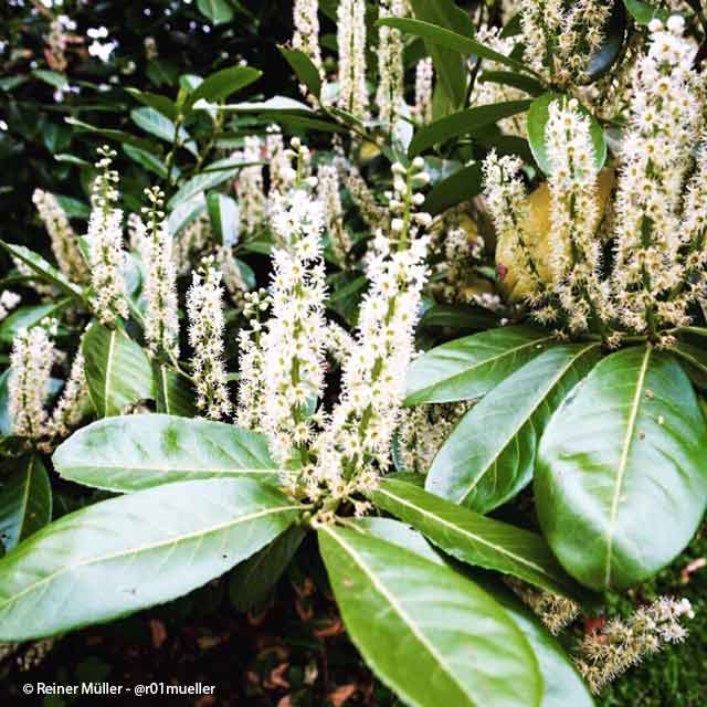 Ein Blütenstand mit weißen Blütendolden auf grünen Blättern