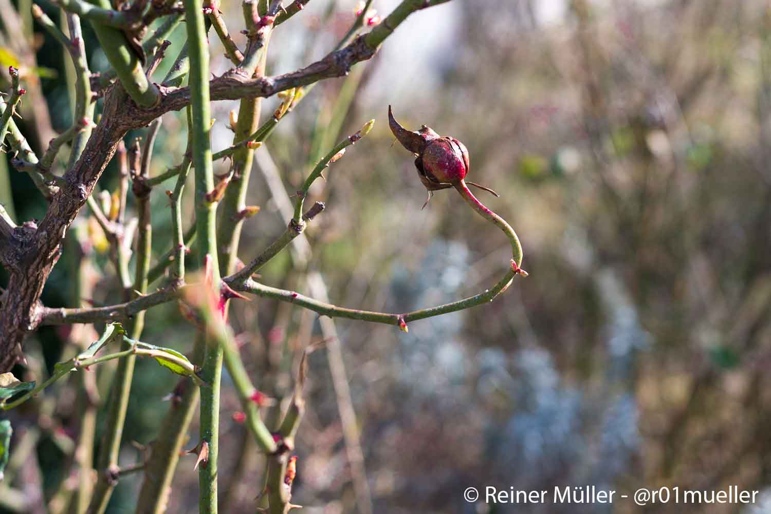 Eine Hagebutte im Winter. Der Samen für neue Rosenpflanzen.