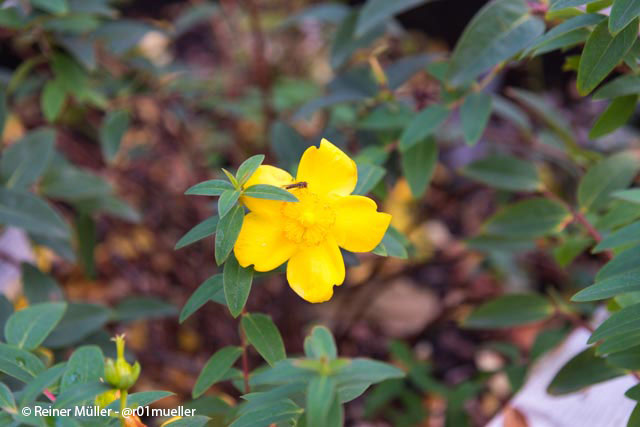 Johanniskraut, wird oft als pflanzliches Mittel bei Depressionen eingesetzt.
