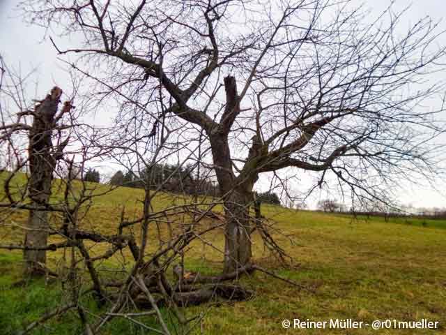 Ein Baum ohne Blätter im Herbst. Daneben ein Baumstamm und abgebrochene Äste. Sie versperren den Weg.